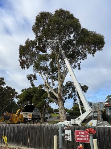 Tree-Works-Gippsand-5
